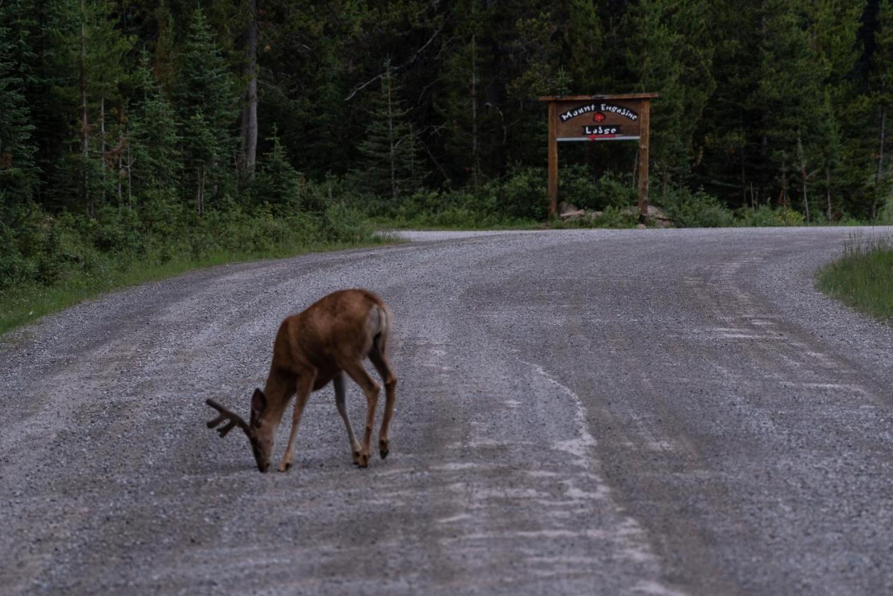 Mount Engadine Lodge Kananaskis Екстер'єр фото